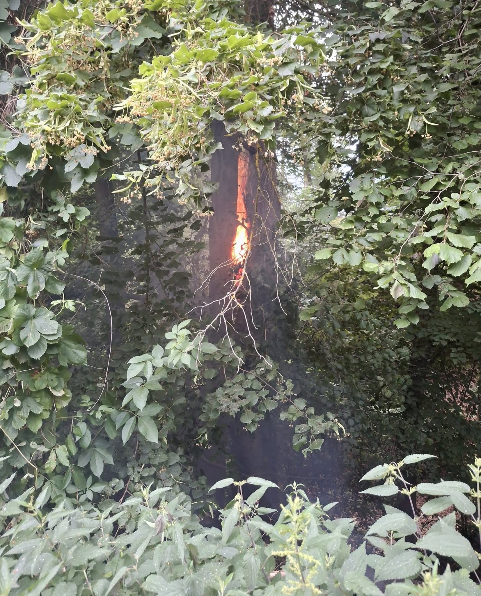 GOH Baum