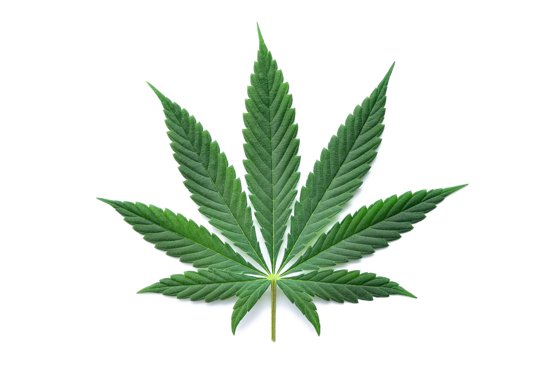 240618 Cannabis