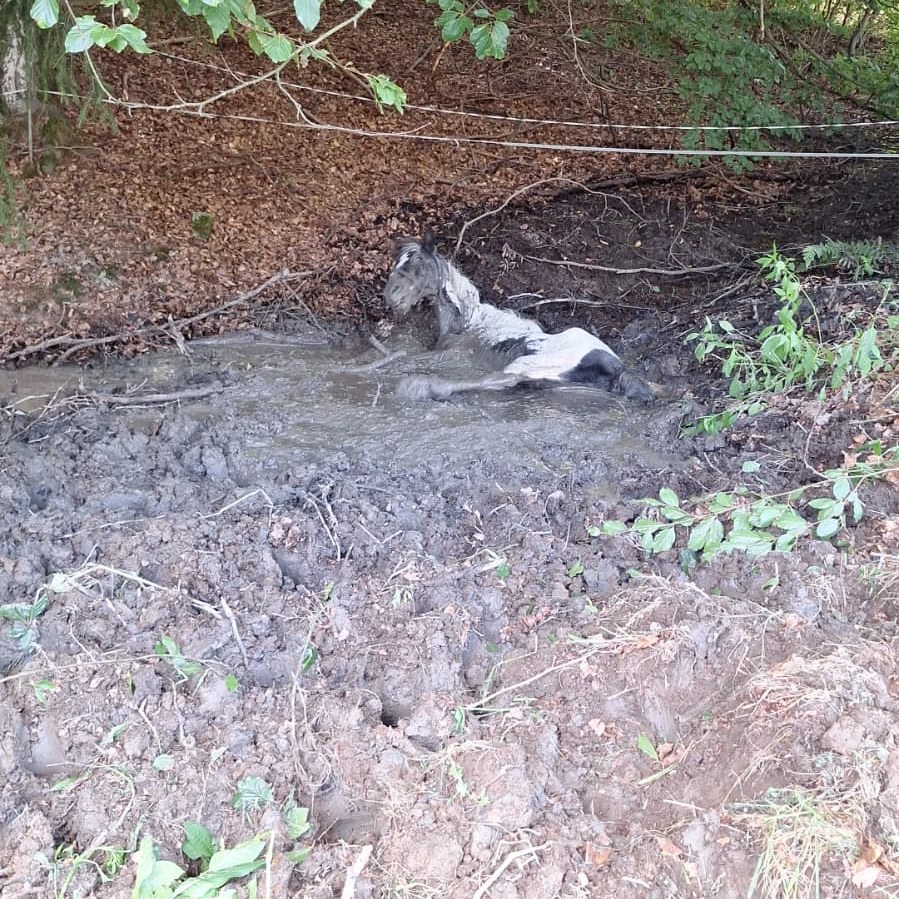 20250822 Tierrettung Johannesberg 6