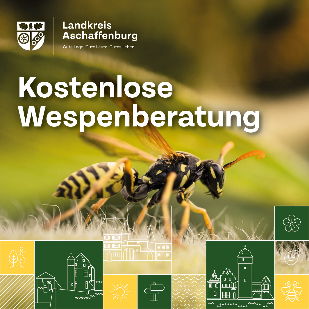 Wespenberatung