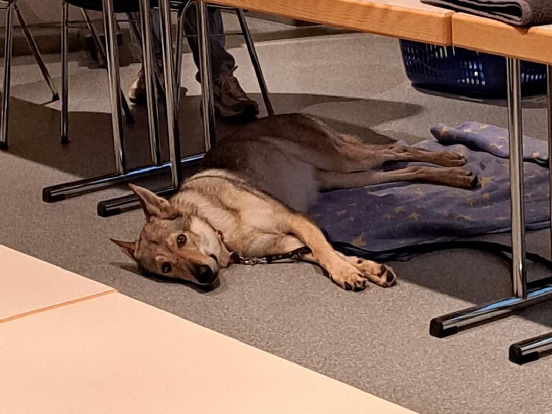 20260205 FF Mainaschaff Ausbildung Kleintierrettung Tiersicherung 2
