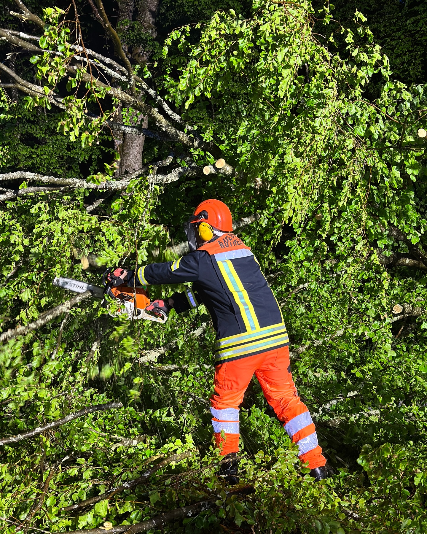 20260505 Baum auf Straße Rothenbuch 4