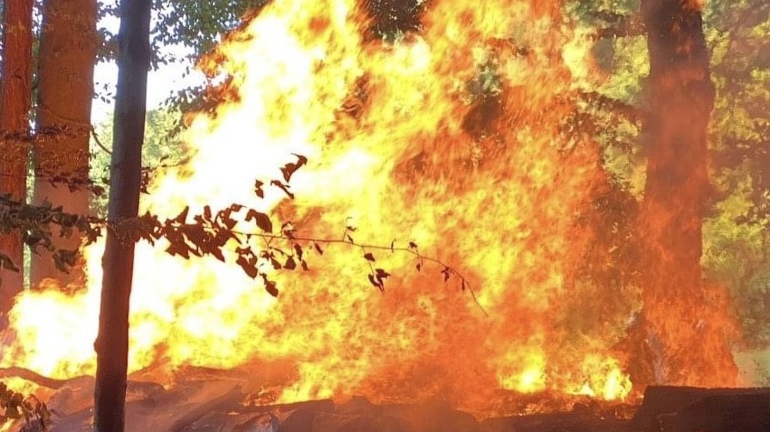 Waldbrand 9